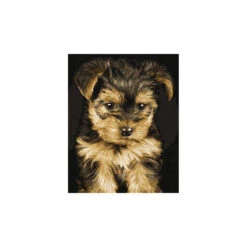 Yorkshirepuppy - Schipper 24 X 30 Cm