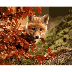 Sluwe Vos - Schilderen Op Nummer - 40 X 50 Cm